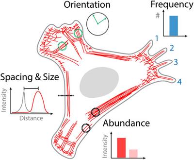 Quantifying cytoskeletal organization from optical microscopy data